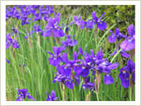 大池寺の花の景色