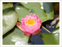 大池寺の花の景色