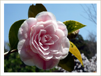 大池寺の花の景色