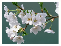 大池寺の花の景色