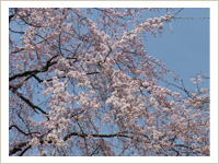 大池寺の花の景色